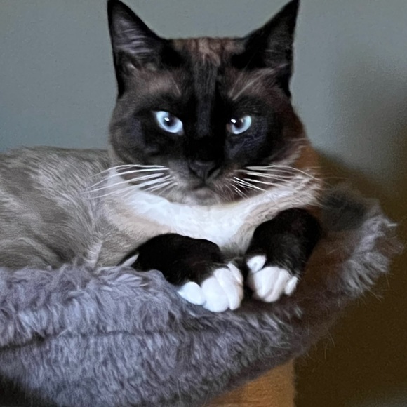 Hi. I’m Koda. I’m 1 year old now - Picture 4 of 14